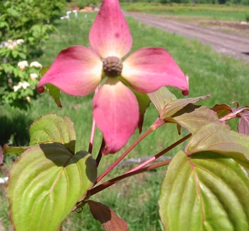 Radiant Rose Dogwood