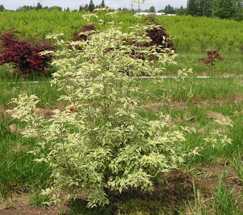 Wolf Eyes Dogwood