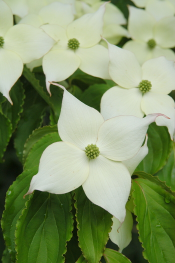 Chinese Dogwood