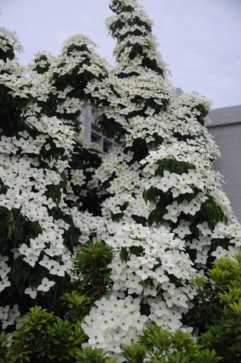 Chinese Dogwood