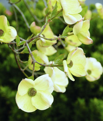 Pacific Dogwood