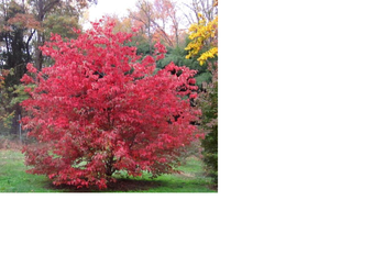 Rosy Teacups Dogwood