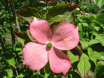 Stellar Pink Dogwood