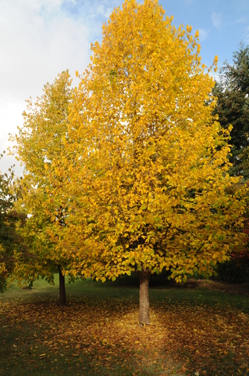 Turkish Hazel Tree