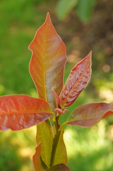 Wildfire Blackgum