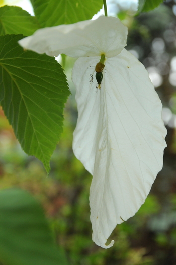 Dove Tree, Handkerchief Tree