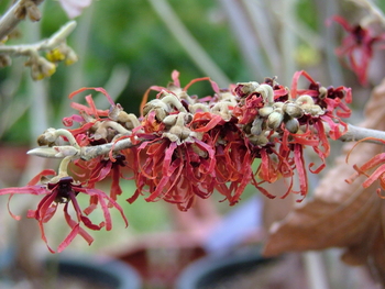 Diane Witchhazel