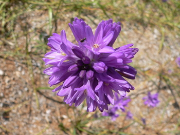 Ookow, Clustered Lily