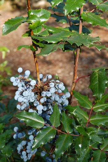 Oregon Grape