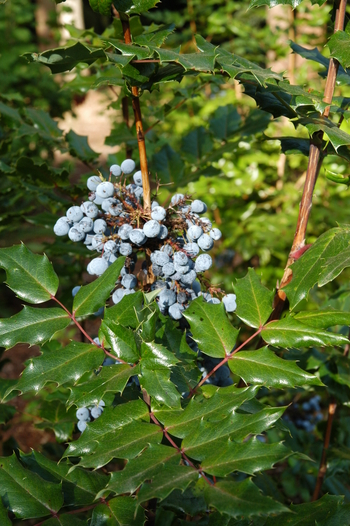 Oregon Grape