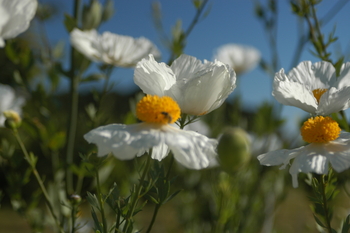 Matilija Poppy