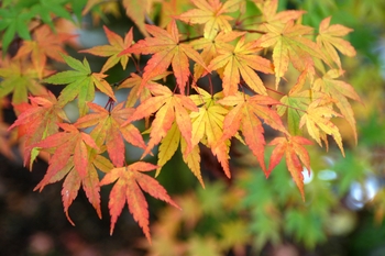 Green Japanese Maple