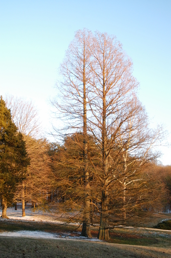 Baldcypress