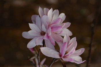 Leonard Messel Magnolia