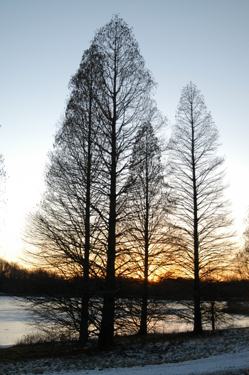 Shawnee Brave Baldcypress