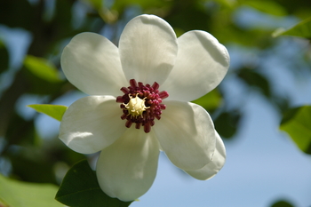 Oyama Magnolia