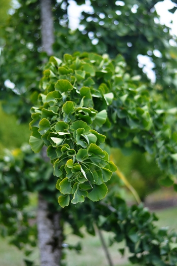 Princeton Sentry Ginkgo