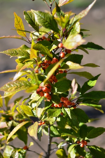 Winter Gold Winterberry