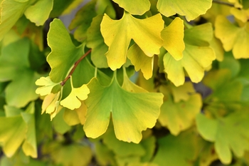 Magyar Ginkgo