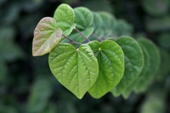 Ace of Hearts Redbud