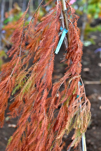 Falling Waters Baldcypress