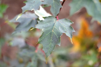 Sugar Maple