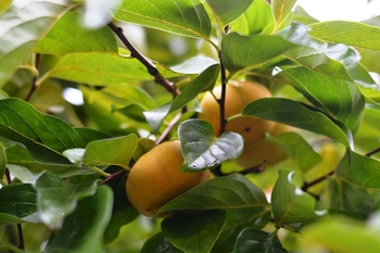 Fuyu Asian Persimmon