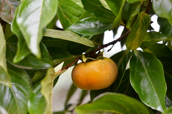 Fuyu Asian Persimmon