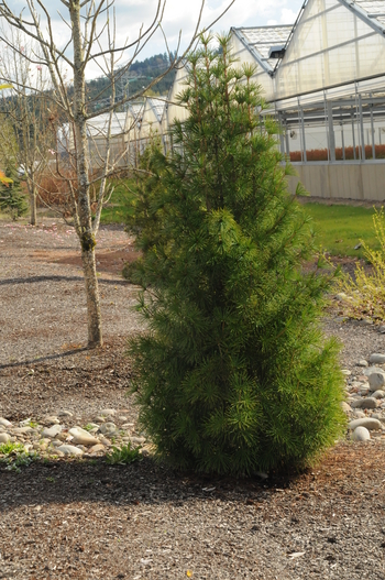 Japanese Umbrella Pine