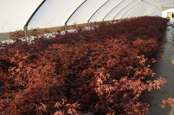 Red Japanese Maple