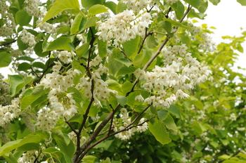 Fragrant Snowbell