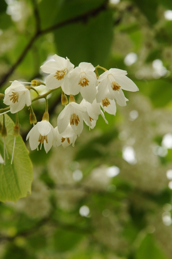 Fragrant Snowbell