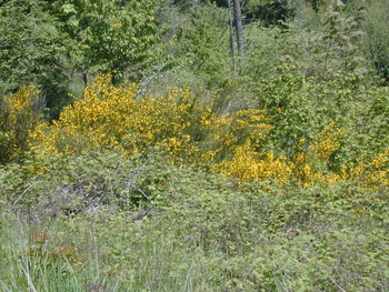 Invasive Plants