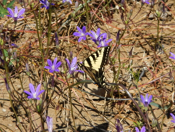 Harvest or Crown Brodiaea