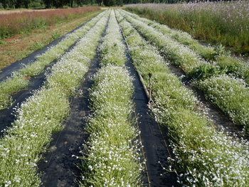 Popcorn Flower Mix