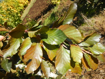 Dawyck Purple European Beech