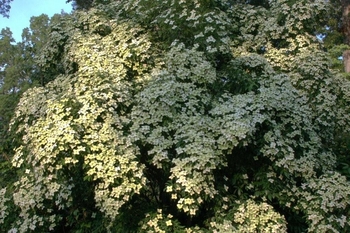 Empress of China Evergreen Dogwood