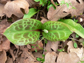 Giant or White Fawn Lily