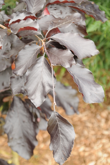 Riversii Purple European Beech