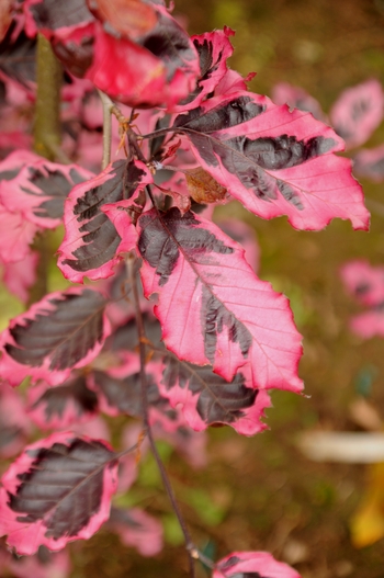 Tri-color European Beech