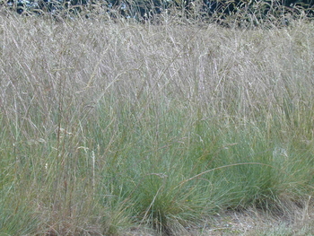 Roemer's Fescue