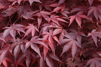 Fireglow Japanese Maple