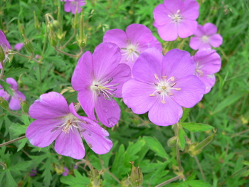 Oregon Geranium