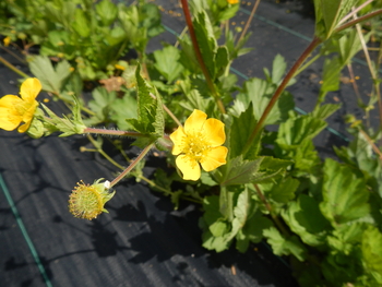 Large-leaves Avens