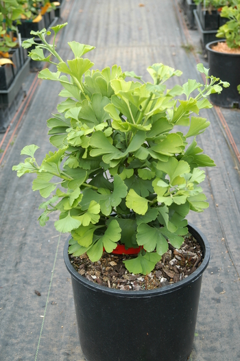 Mariken Ginkgo