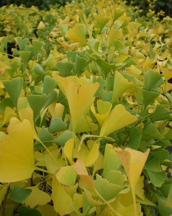 Autumn Gold Ginkgo