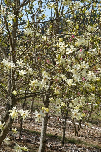 Gold Star Magnolia