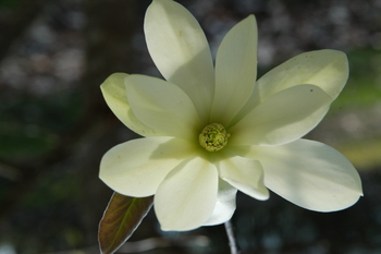 Gold Star Magnolia