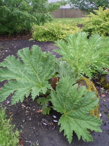 Chilean Rhubarb