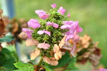 Ruby Slippers Oakleaf Hydrangea